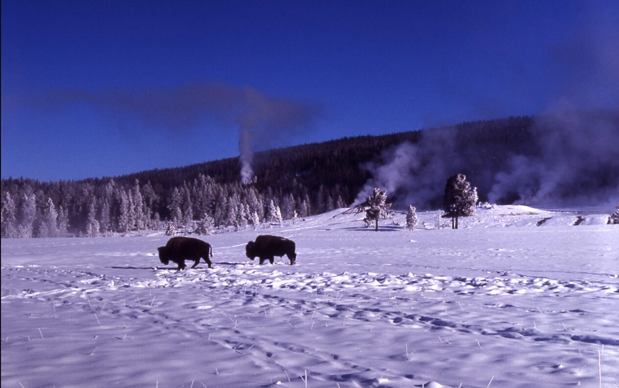 Yellowstone’s Photo Collection
